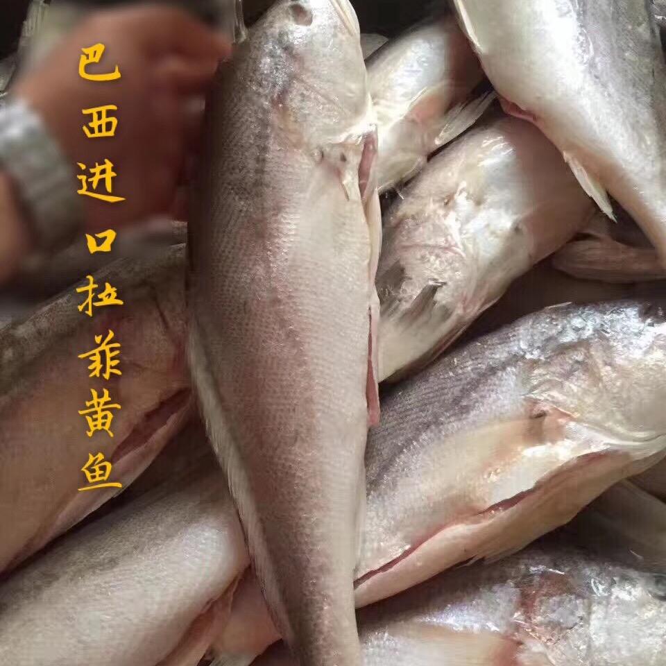 江阴瑰奇，拉菲黄鱼！