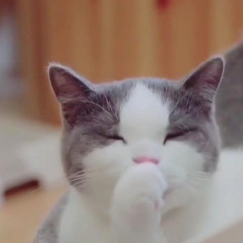 柠檬味的猫~