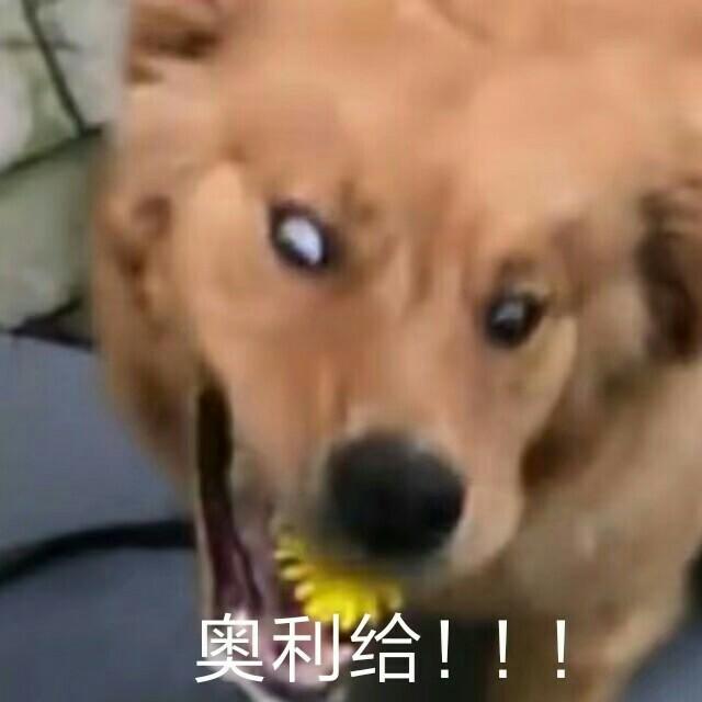 马儿枪不马