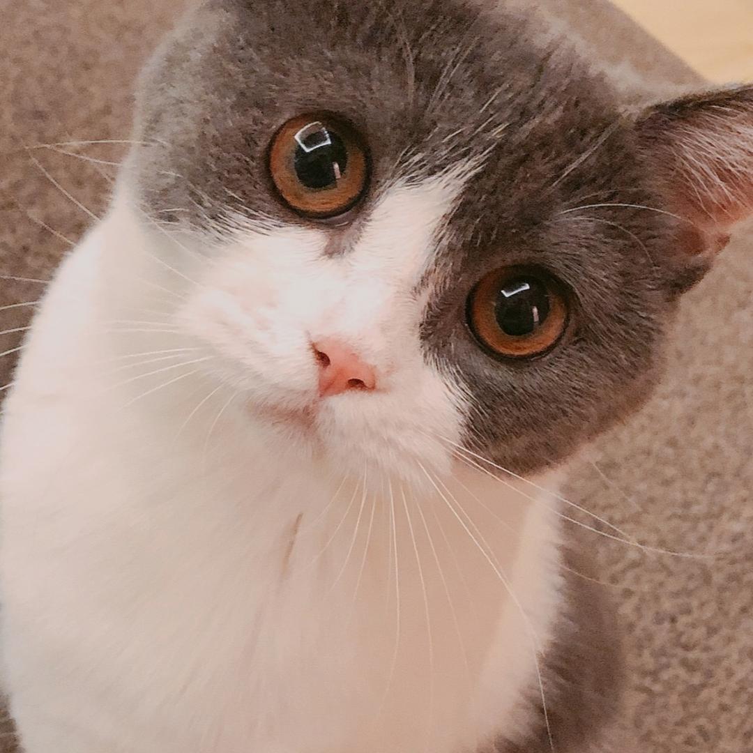 猪娃包包