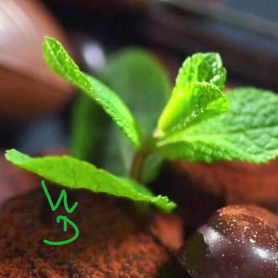 大草原素描