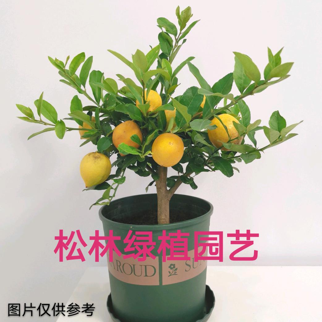 广东四季香水柠檬树苗