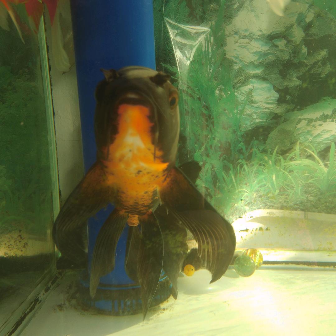 林夕香（拒连赞🙏）