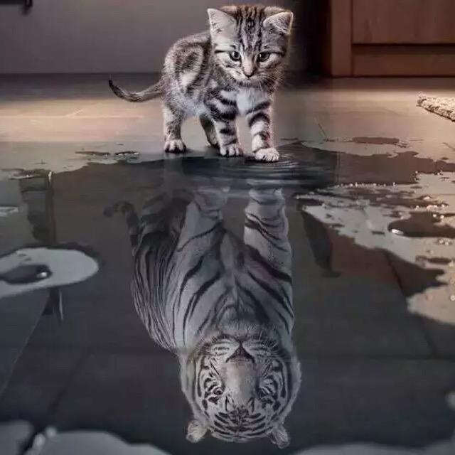 ♔♔
