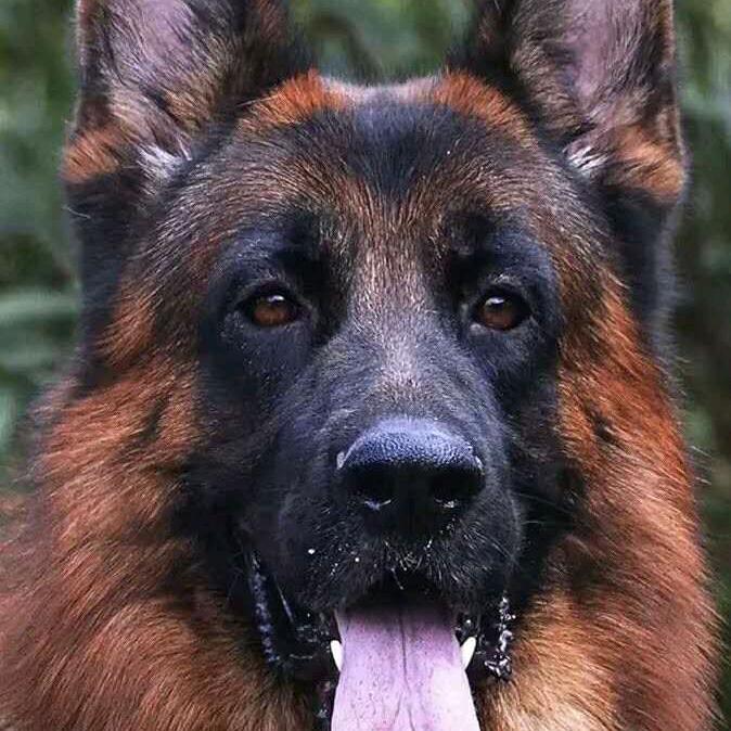 顾shijia犬业（响水）