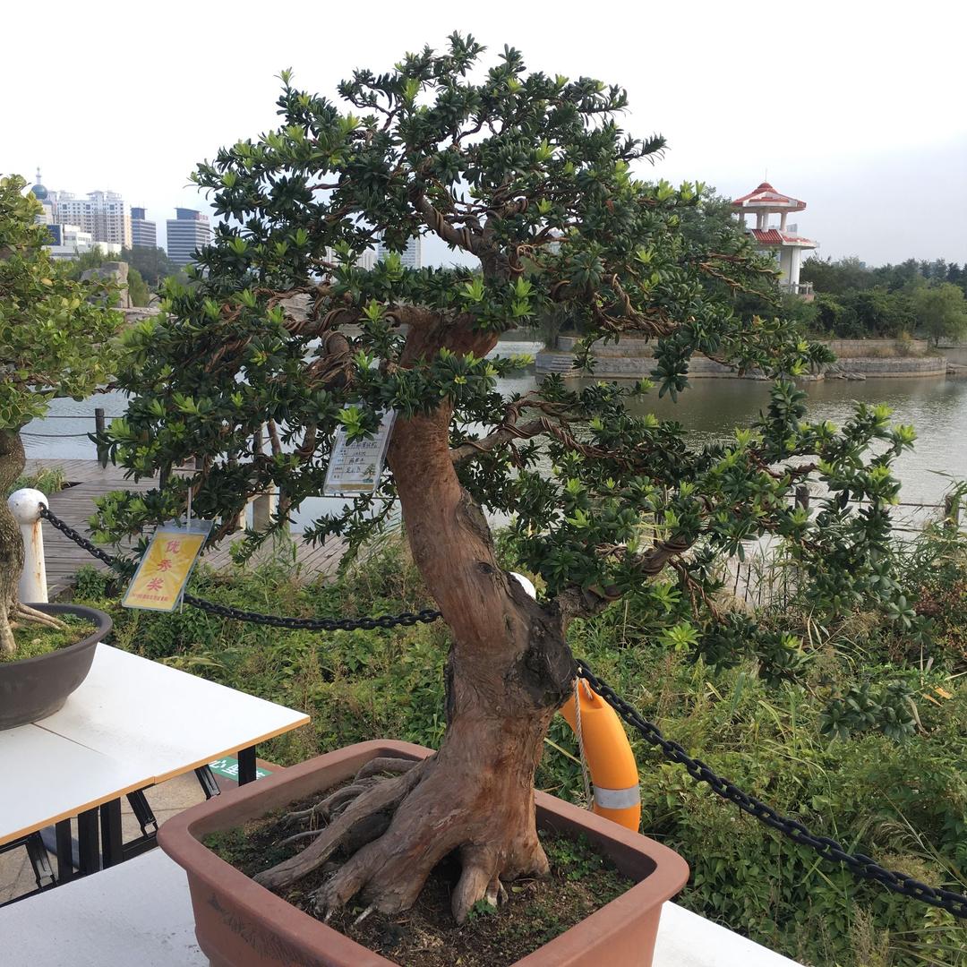 日照轩通汽车服务有限公司