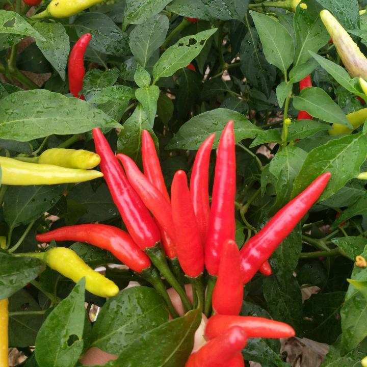 🐯️🐯️一个差点弄丢了自己的傻瓜