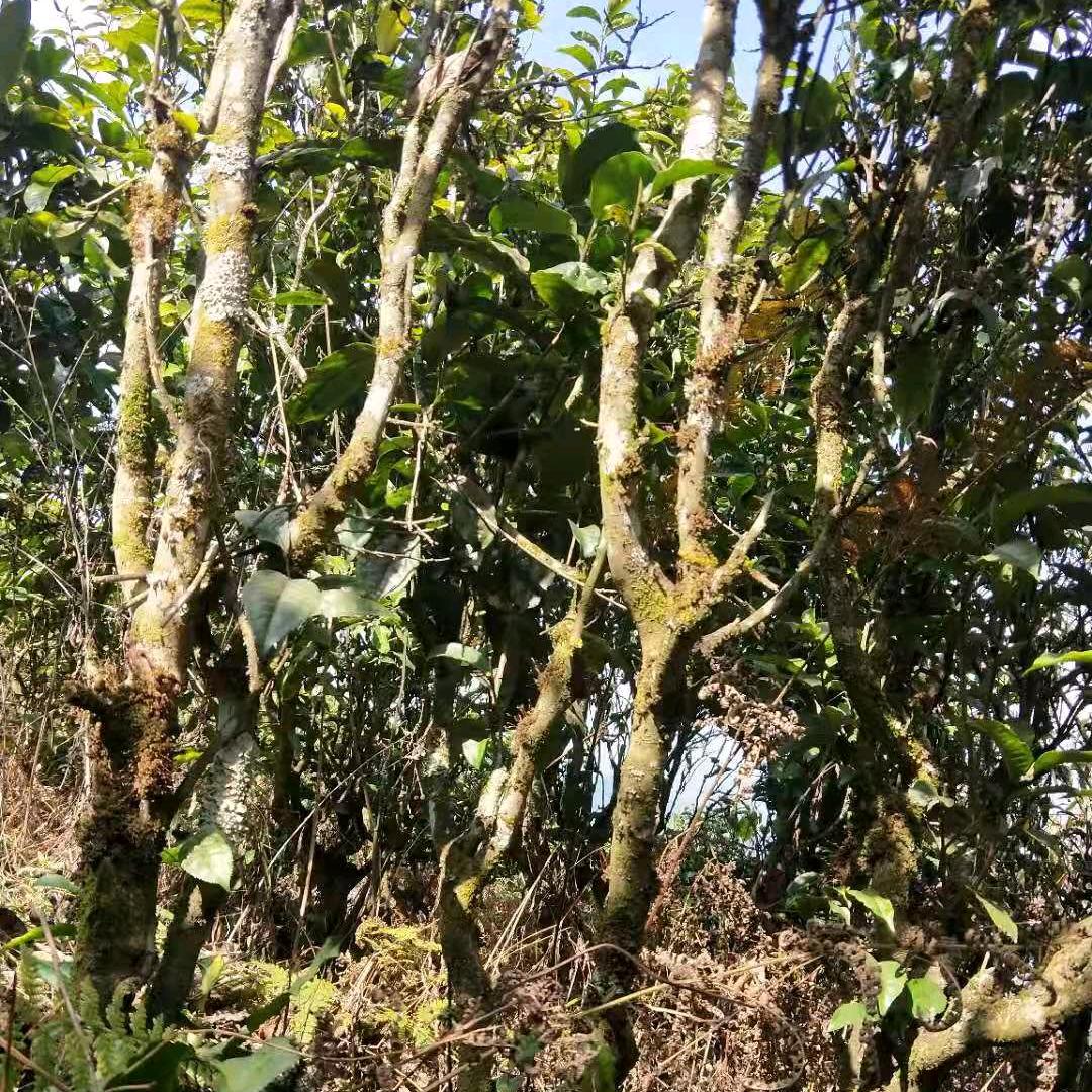 云南姑娘，潮汕媳妇