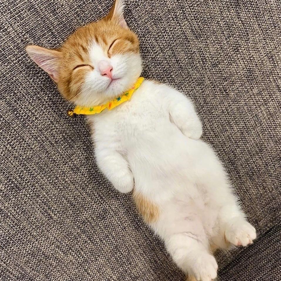 今天你午睡了吗？