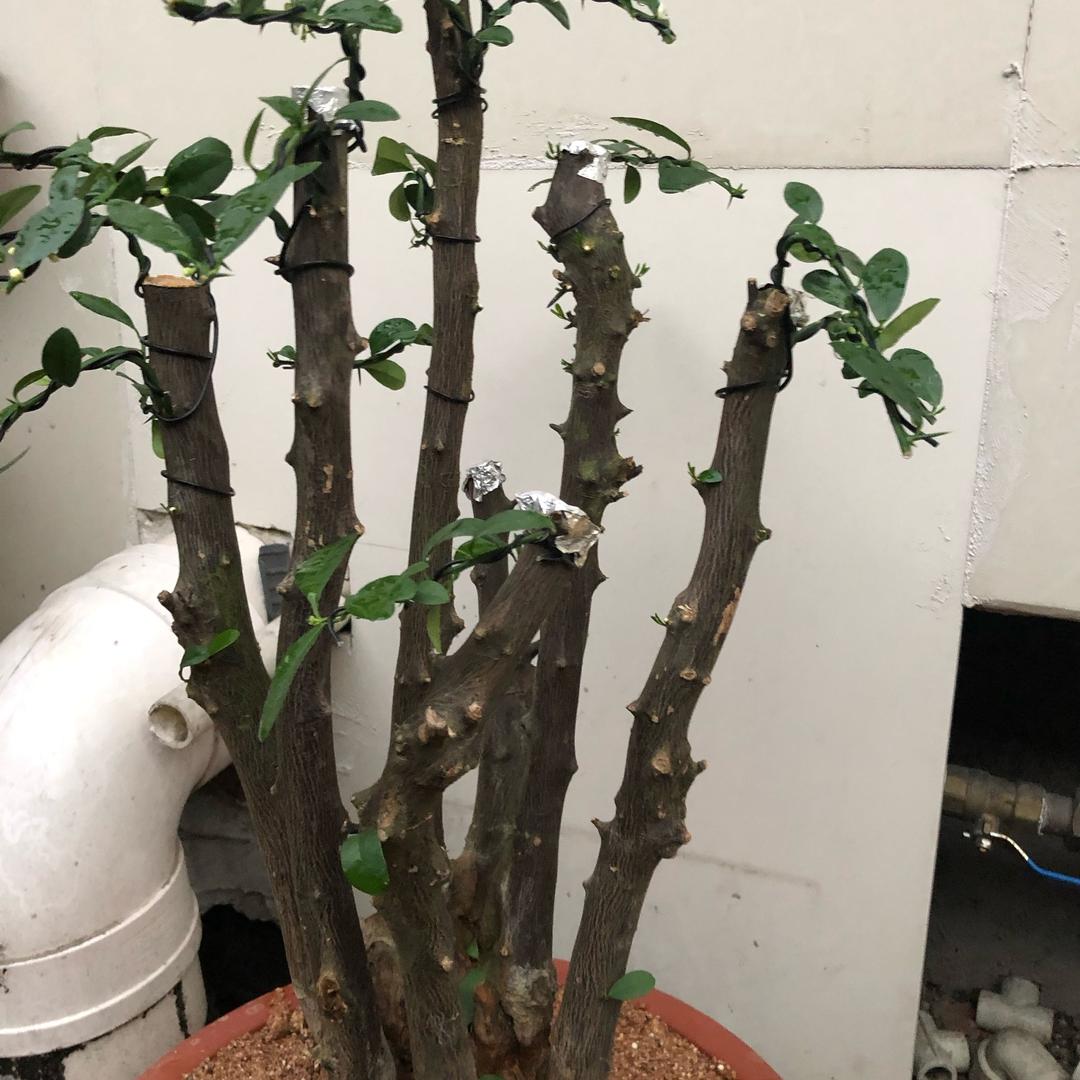 思豆