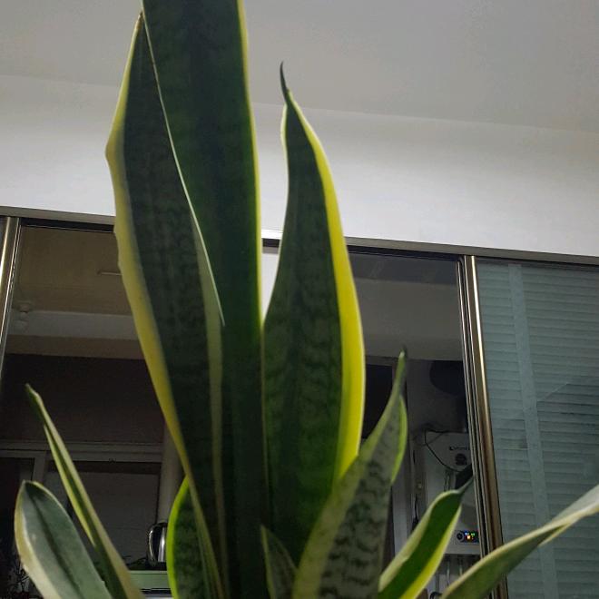 虎皮令箭手机摄影