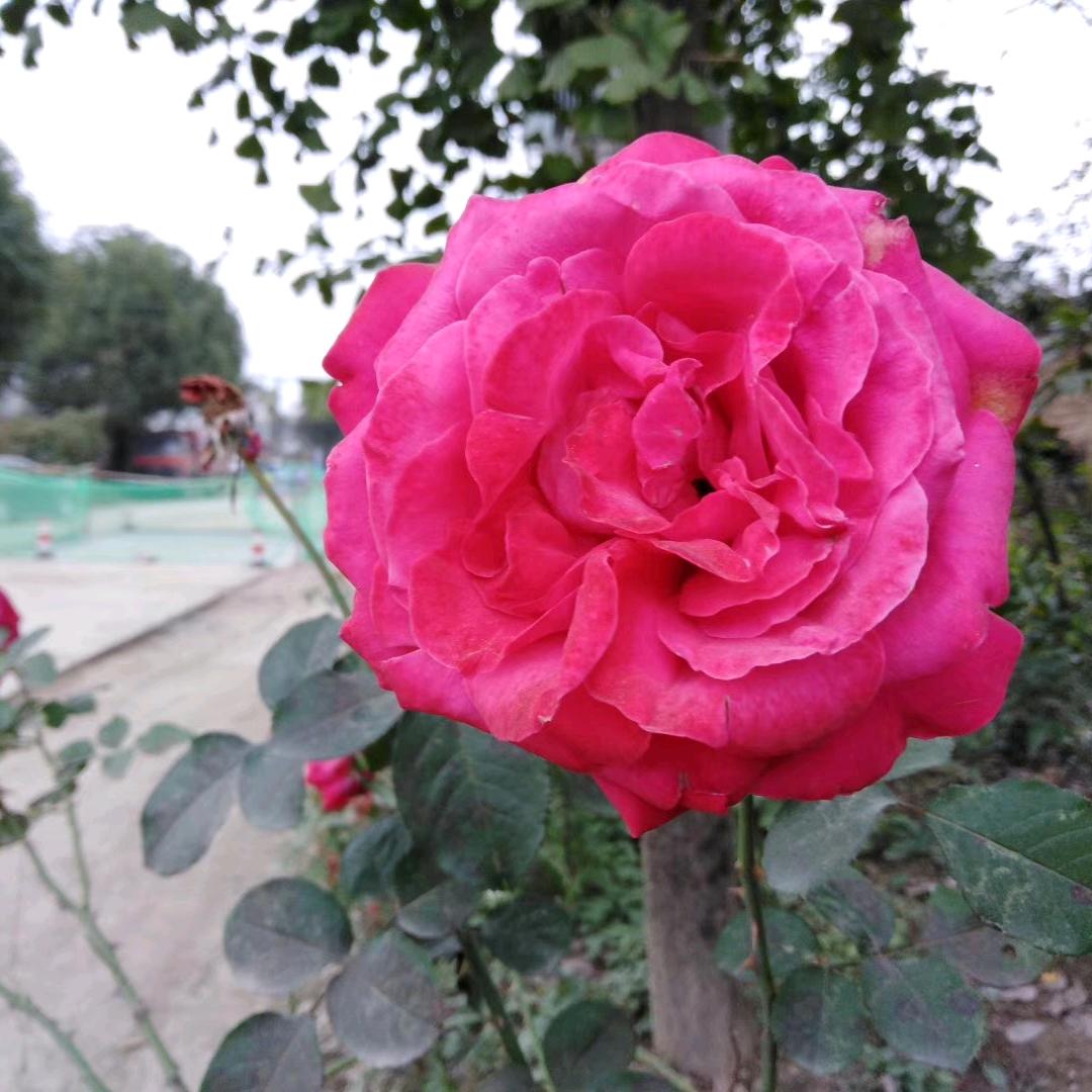 用户403278，白自成