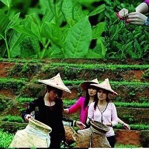 茶妹子