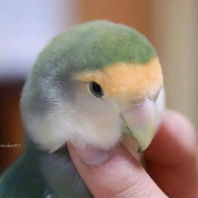 鹦宠联萌