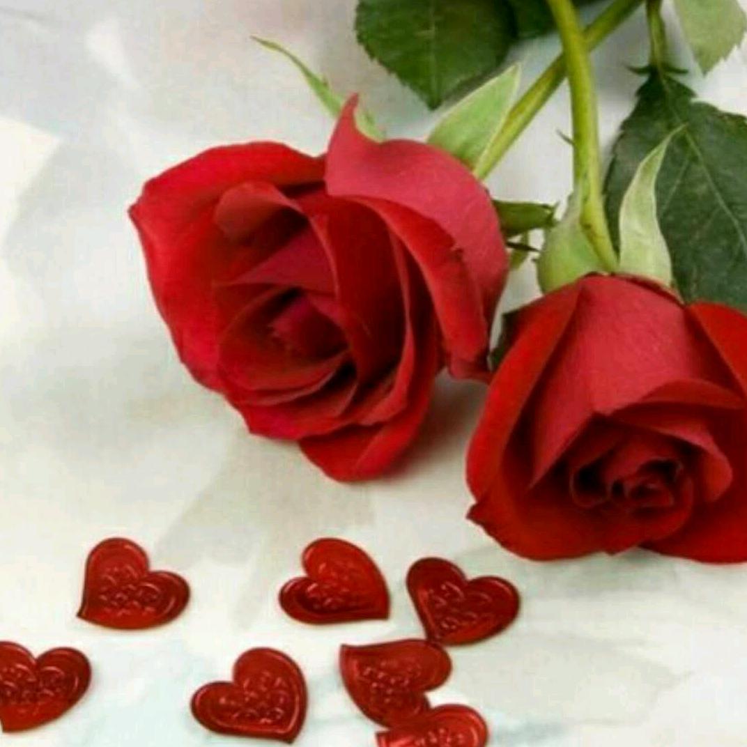 🌹快乐的幸福🌹