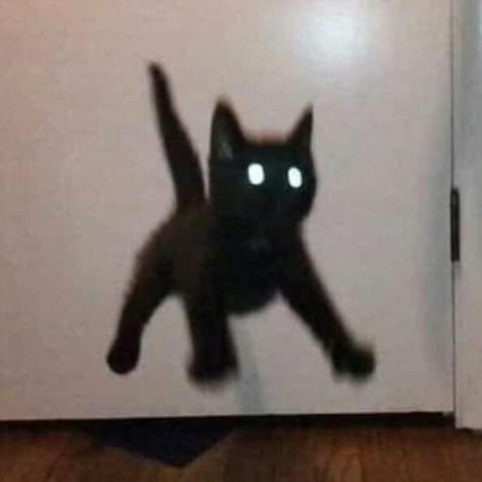 巴卫是只猫