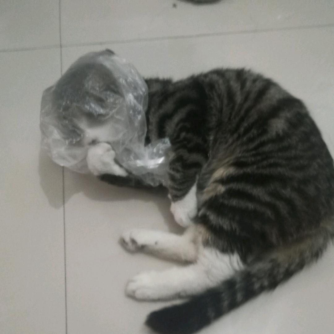 麻酱高手