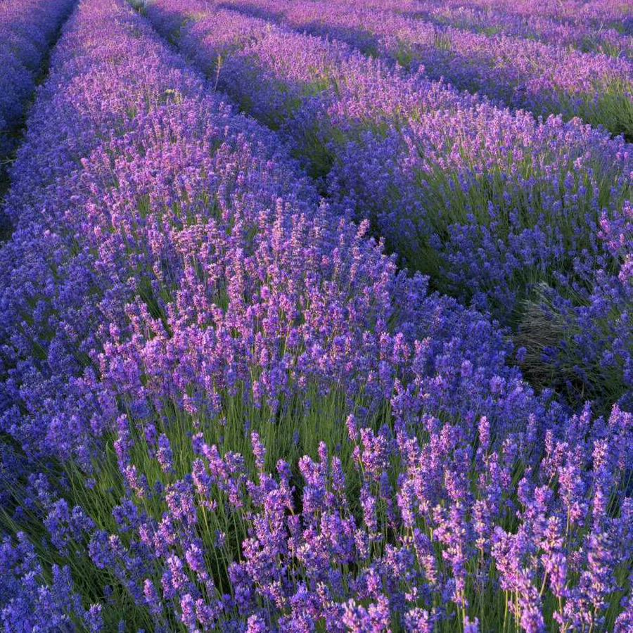 莫້໌ᮩ忘初ꦿ᭄࿐💞