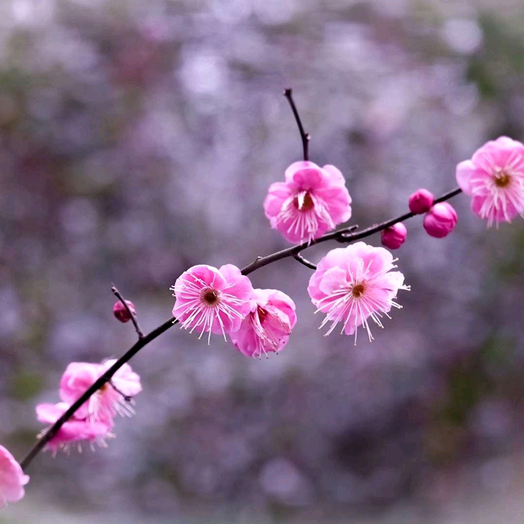 特丝秀