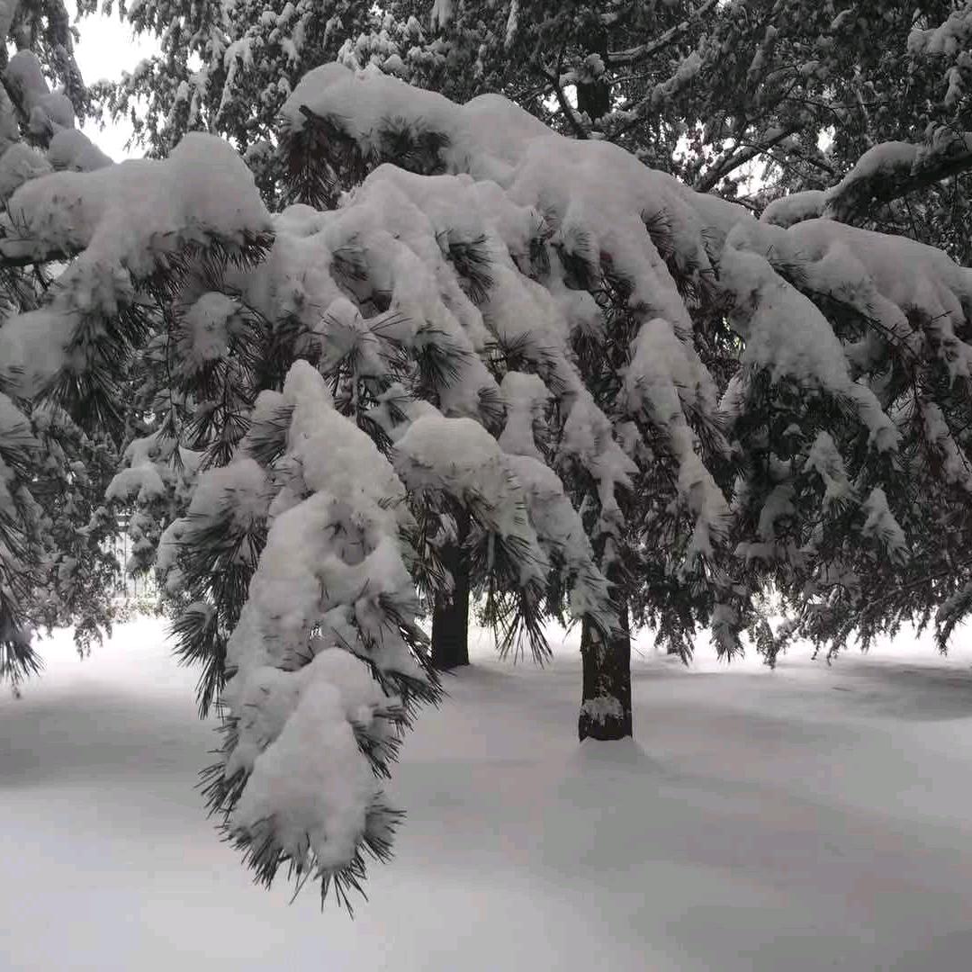 ✧੯•́໒꒱ 真的假不了🎧ྀི