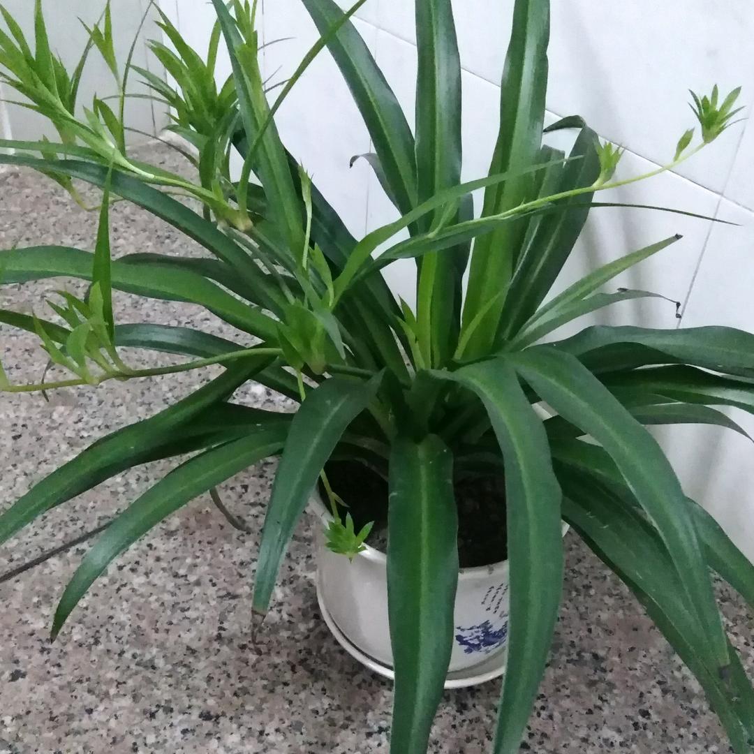 四叶草