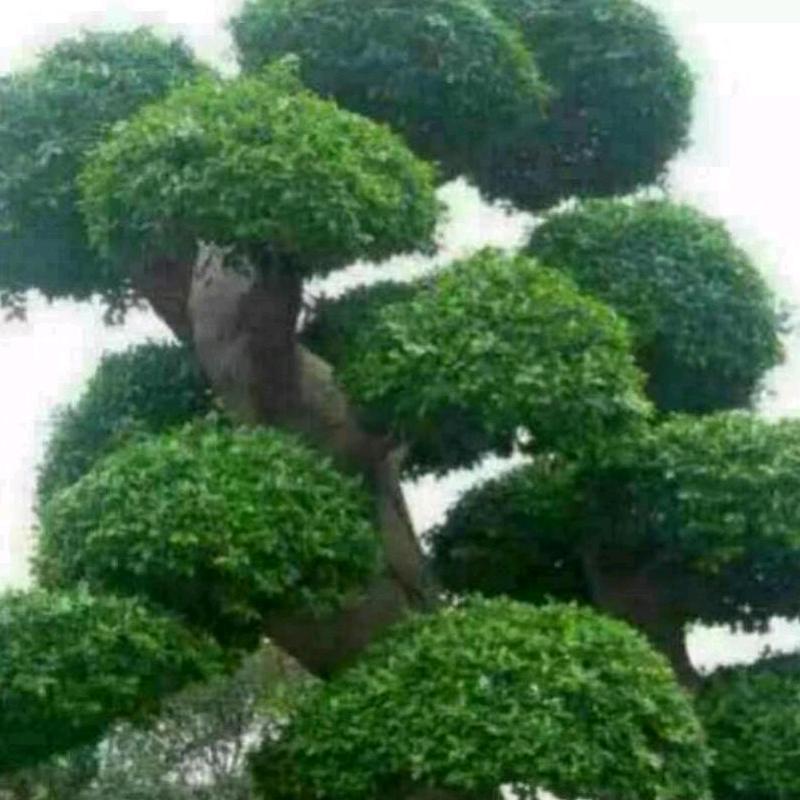 江湖安逸