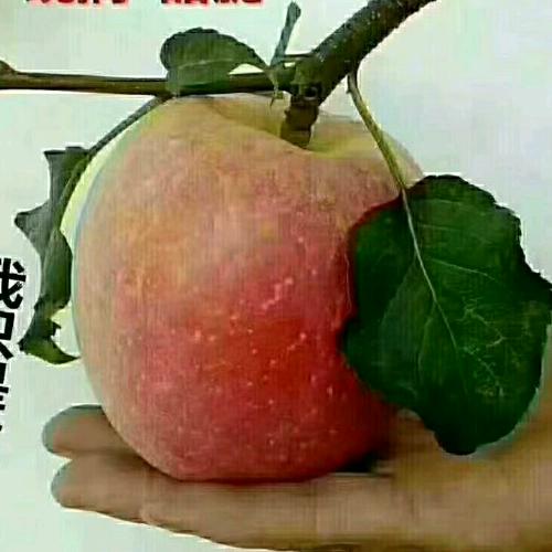 靠别人不如靠自己