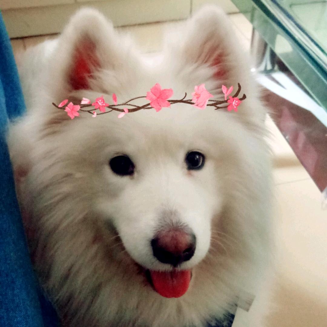呆瓜我是你爸爸