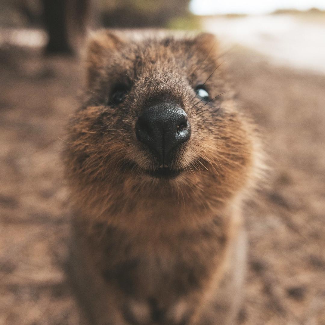 西澳Quokka君