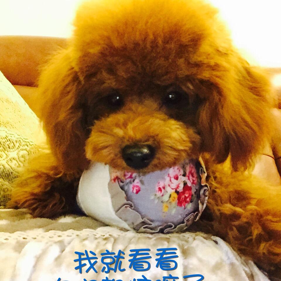 开心皮皮