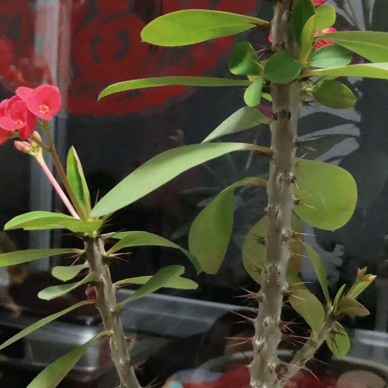 多年以后丶