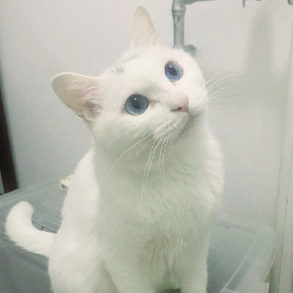 妖妖妖妖妖