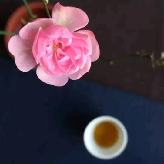 茶言悦色