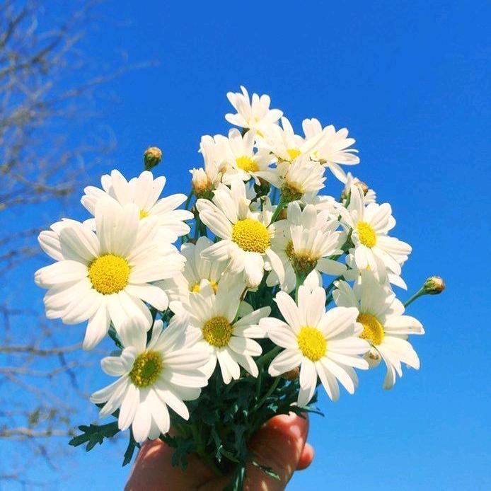 春已来，花已开