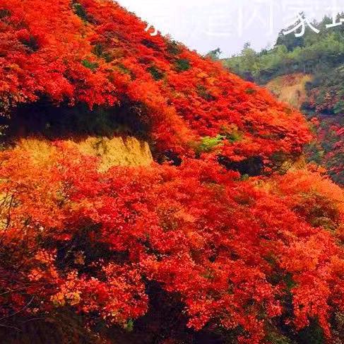 高荣保