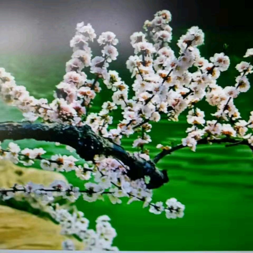 樵夫