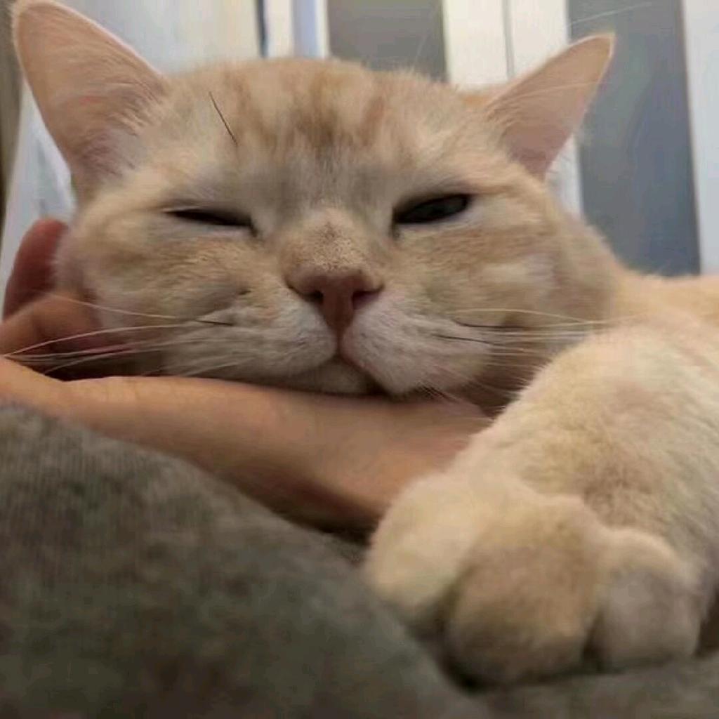 facehugger