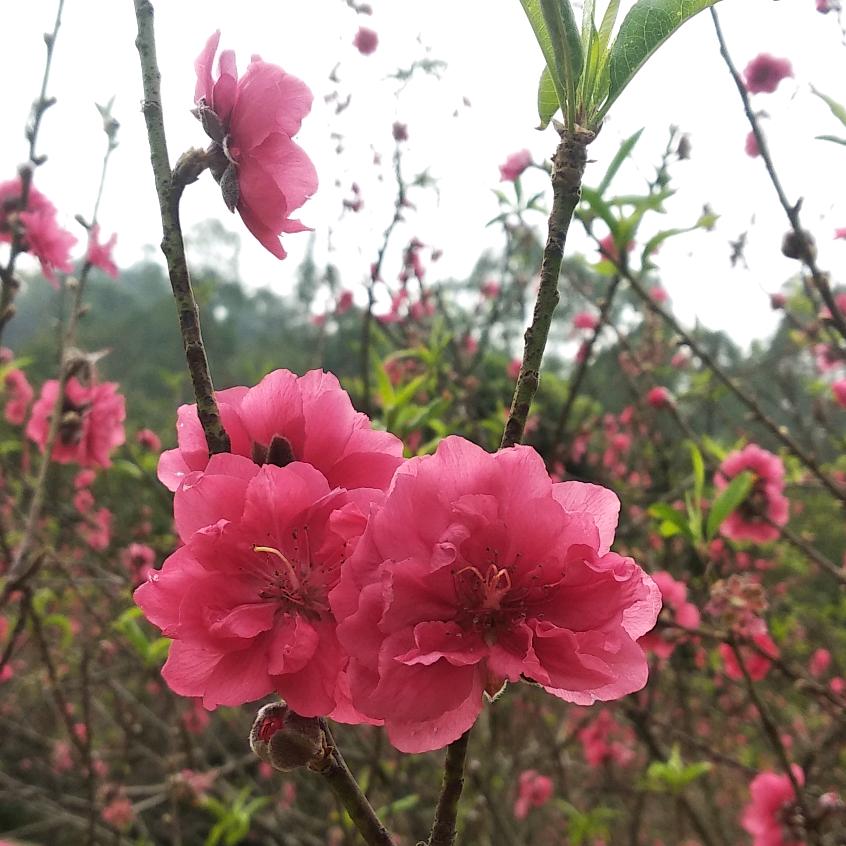 空乙来蜂