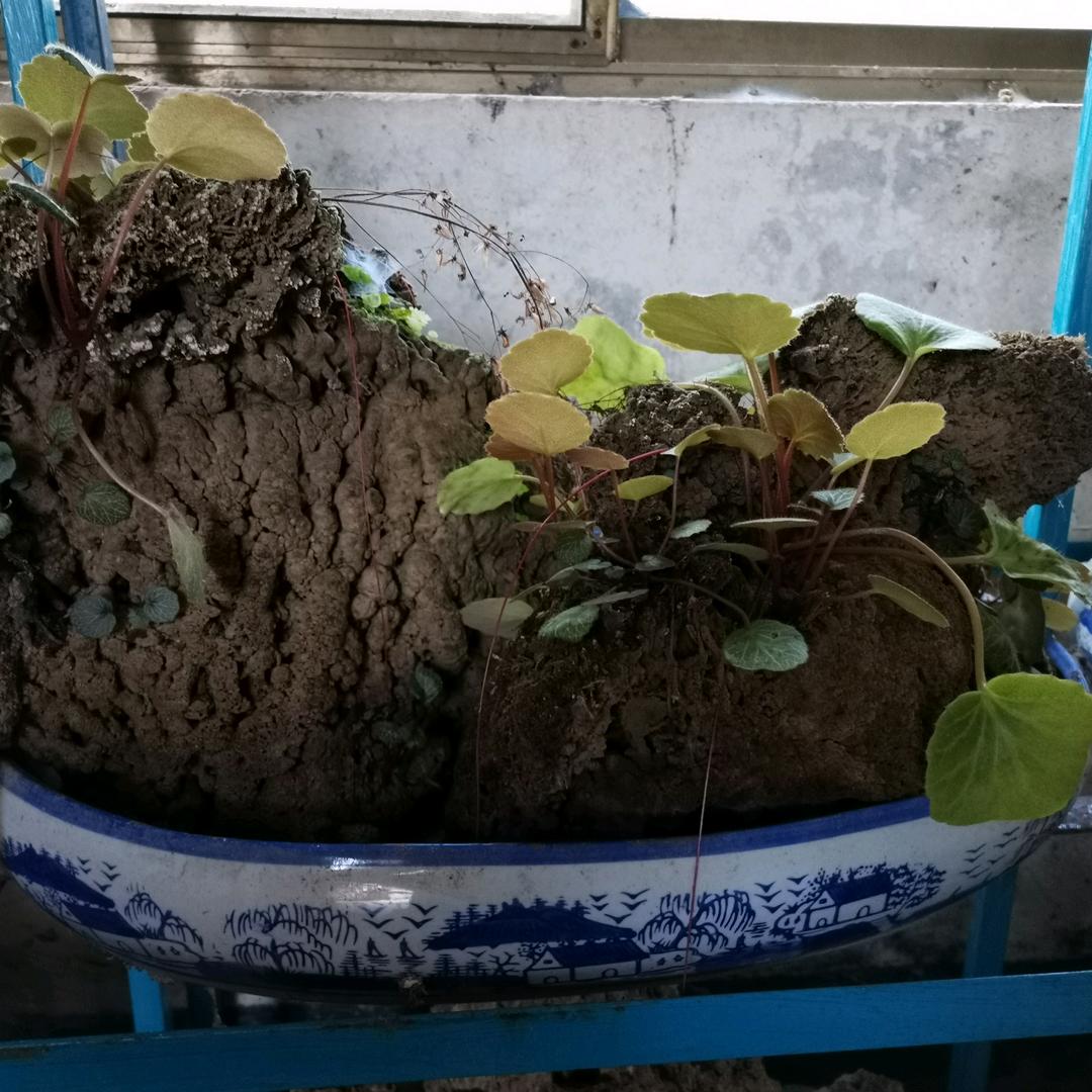 精品上水石