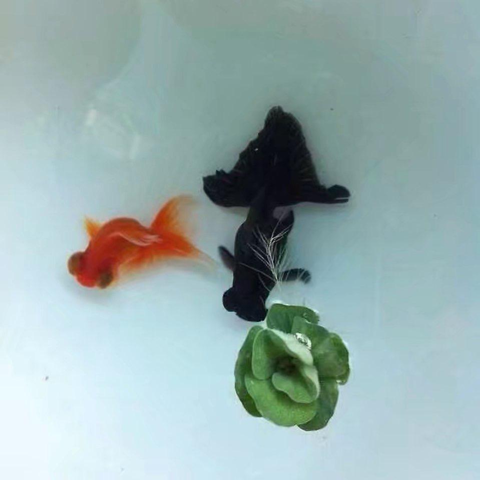 高歌