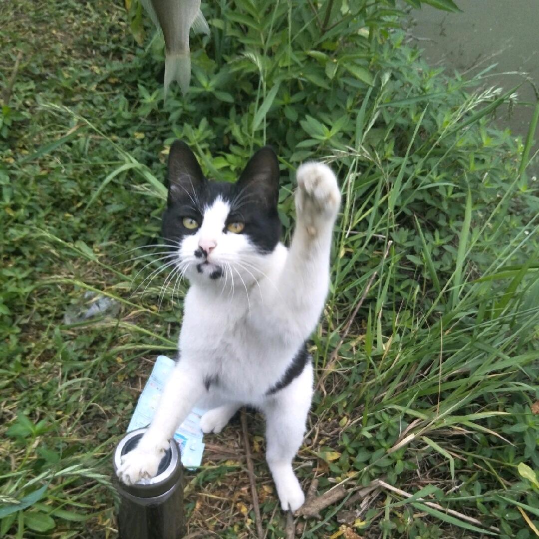 爱钓魚的小猫
