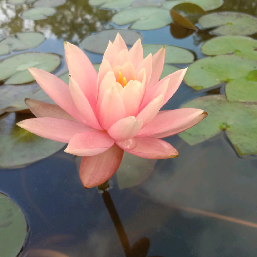 小不点