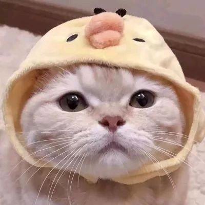恬宝