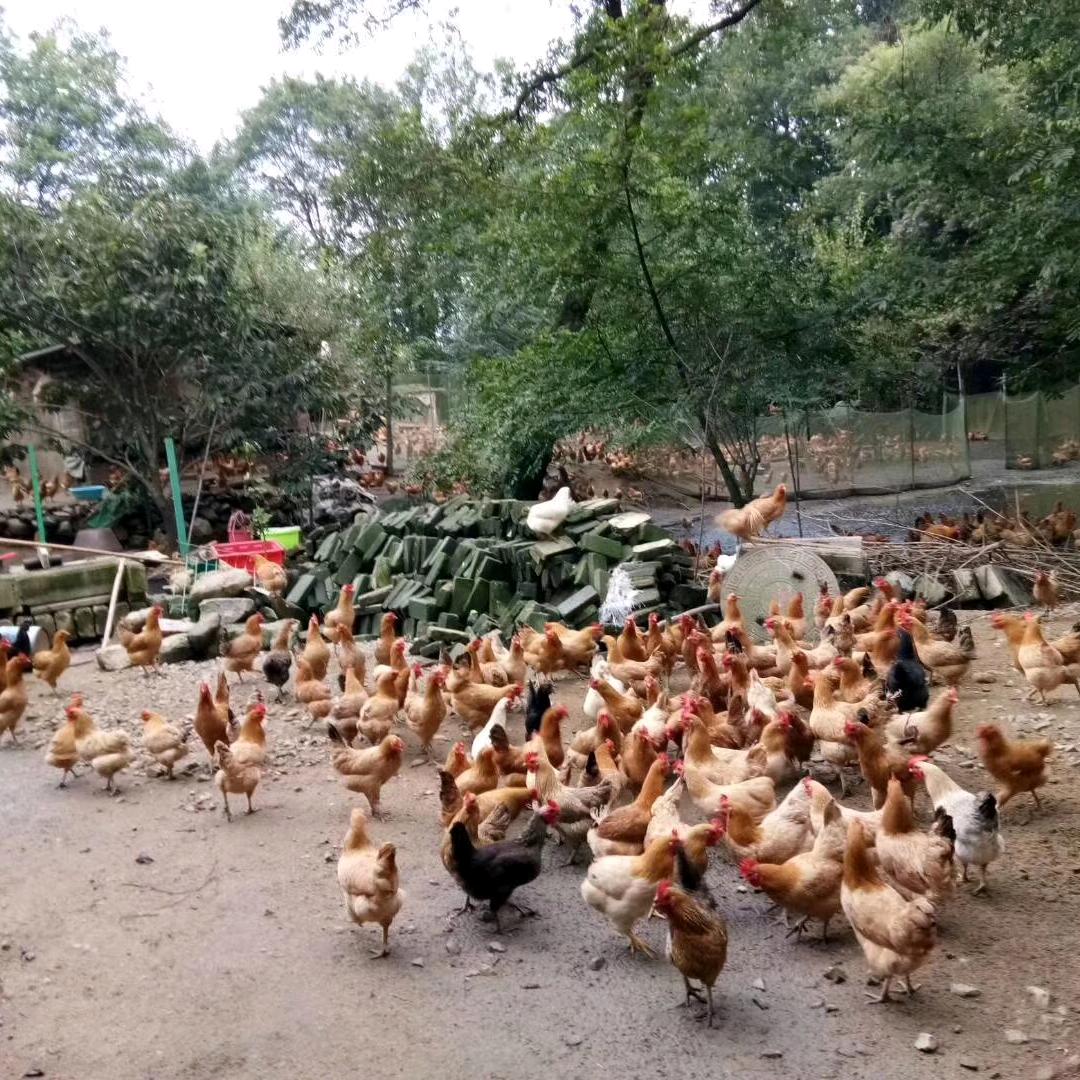 潜山市小凌农家土鸡