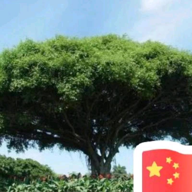 鲁班一棵树