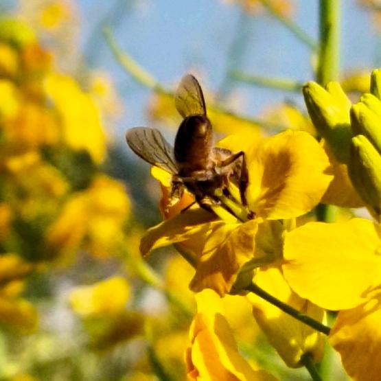 建兰蜜蜂养殖场官方账号