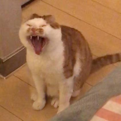 哎哟有个啤酒肚