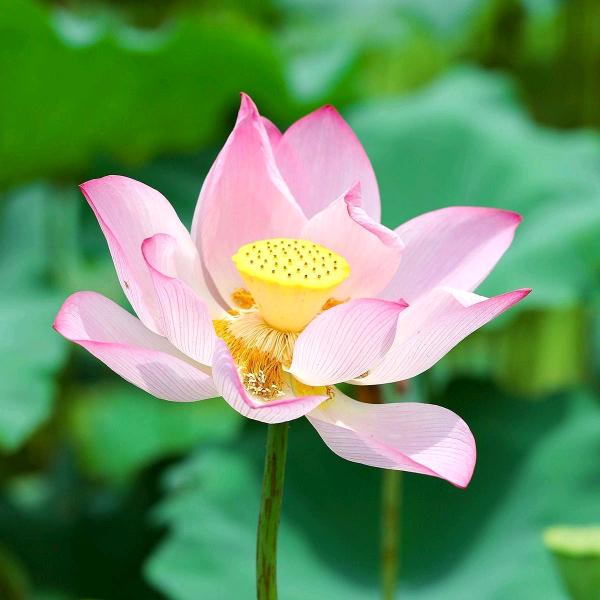 莲花沁💞如止水