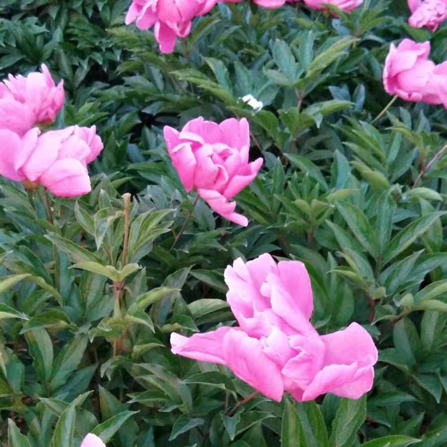 香水百合《拒聊》