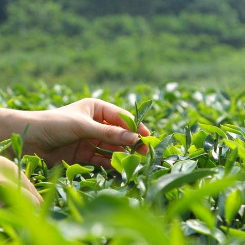 广益茗茶